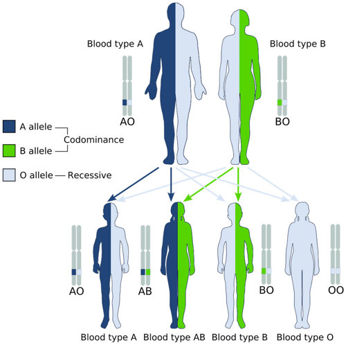 Blood type inheritance.