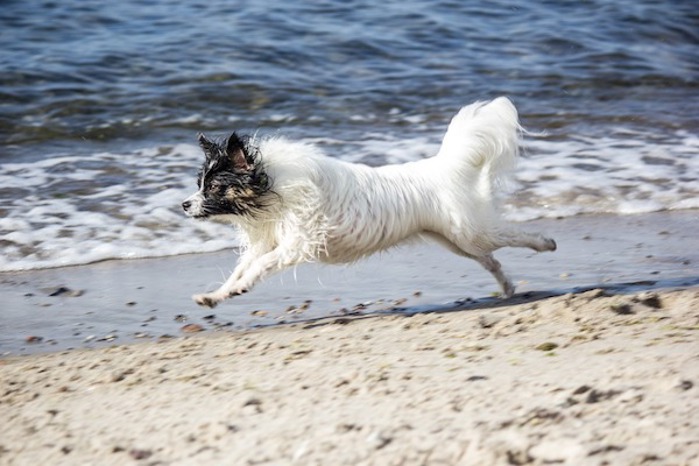 Dog on beach.