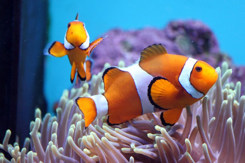 Clownfish.