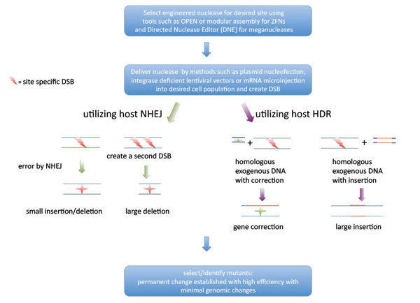 CRISPR editing.