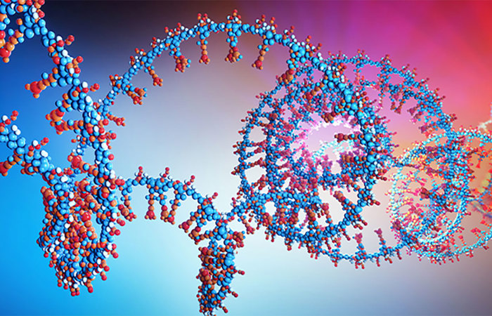 Long non-coding RNA.