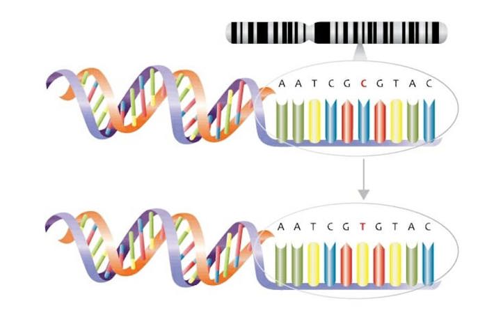 DNA mutation.