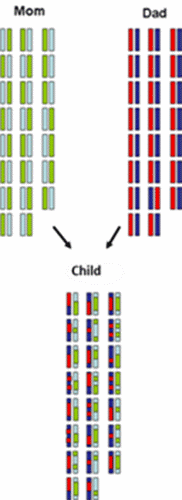 Chromosome inheritance