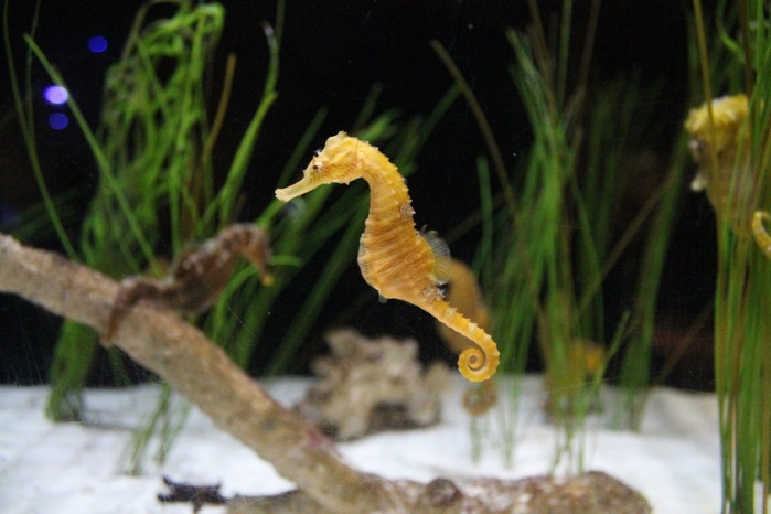 Seahorse.