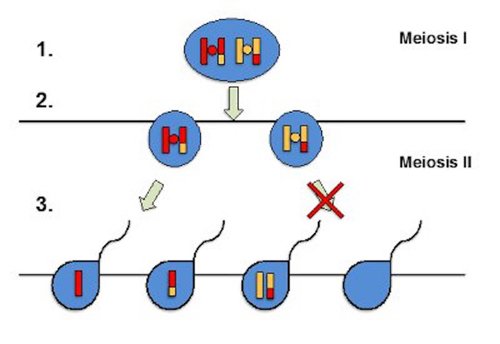 Abnormal meiosis