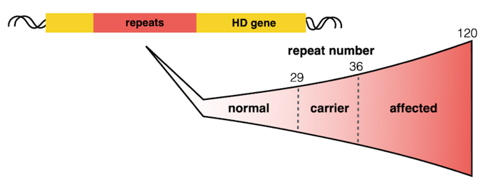 Someone with less than 29 repeats is usually fine, while someone with more than 36 is usually affected. It can be hard to predict the effect of 29-36 repeats.