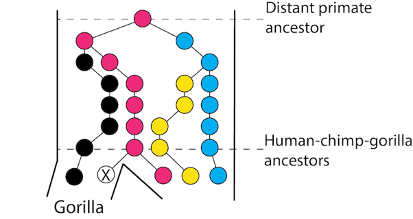 Fig4-3 complete lineage sorting.