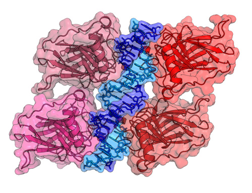 P53 molecules.