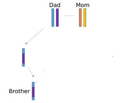 Chromosome inheritance.