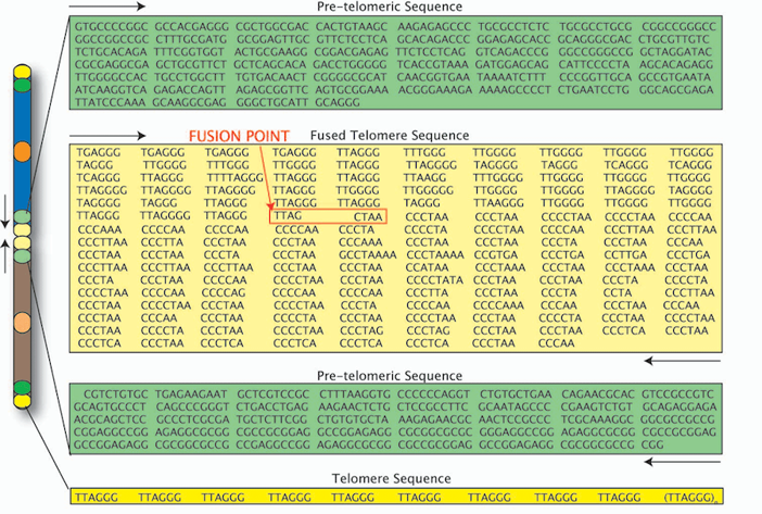 DNA sequences on chromosomes.