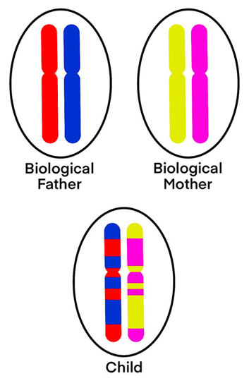 Chromosome inheritance.