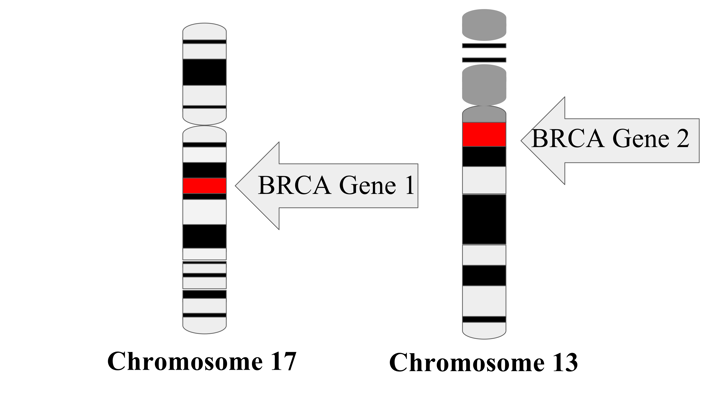 BRCA1 and BRCA2 genes.