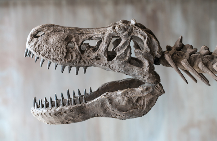 T-Rex skull