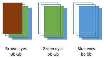 Three sets of four colored cards with genes added.