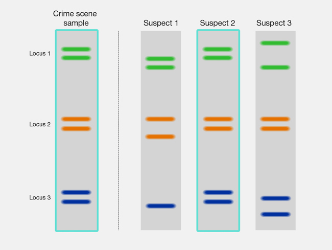 Illustration of a DNA fingerprinting gel.