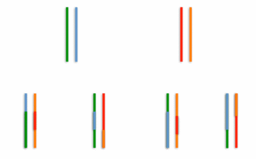 Chromosome recombination.