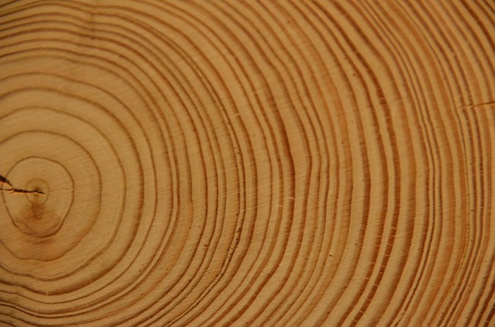 Tree rings.