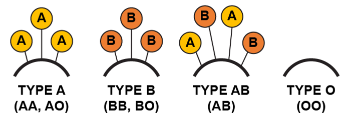 Types of proteins on red blood cells for each blood type.