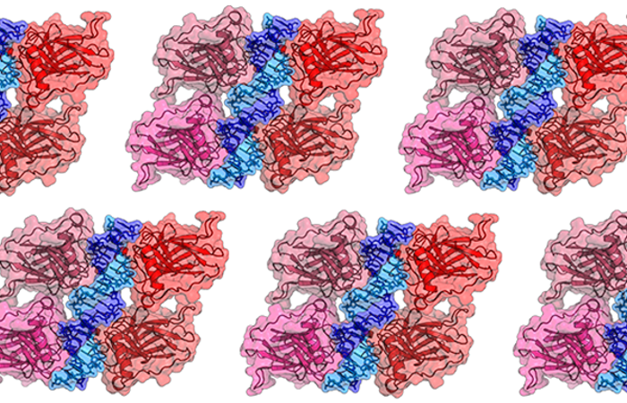 P53 DNA binding domain.