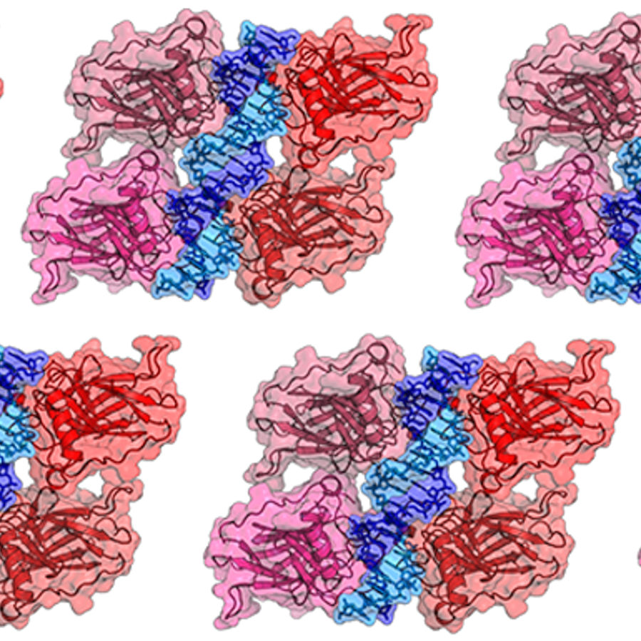 P53 DNA binding domain.