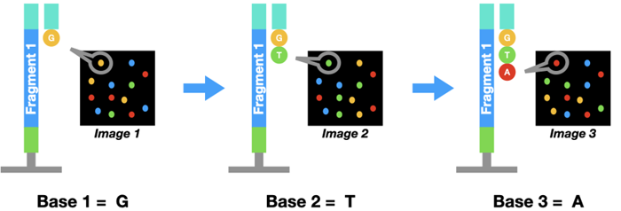 Diagram of colored spots on a flow cell corresponding to bases.