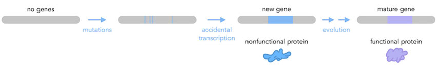 A section of DNA without genes gradually accumulates mutations, eventually resulting in an entirely new gene.