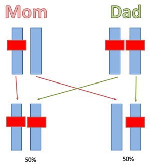 Recessive inheritance