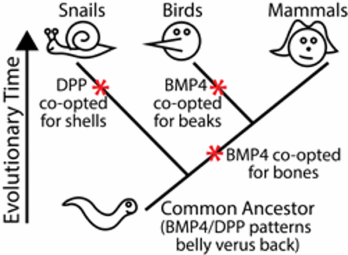 BMP4 evolution