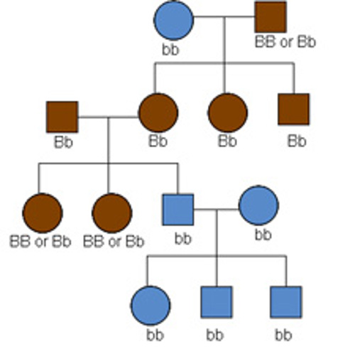 A tree passing down simple traits.