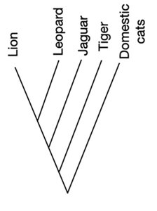 Phylogenetic tree.