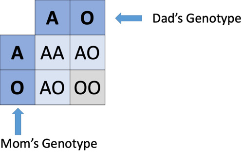 AO blood type punnett square.