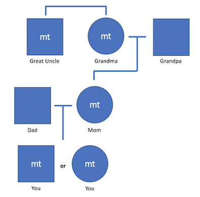 Mitochondrial inheritance.