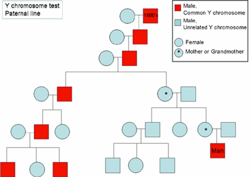 Pedigree chart