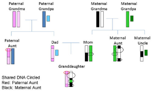 Inheritance of sex chromosomes in a family tree.