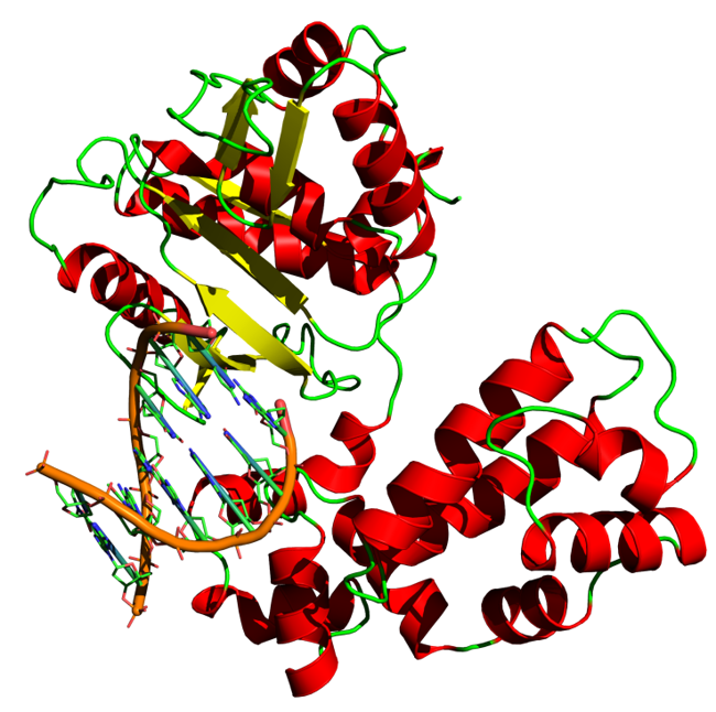 Molecule copying DNA.