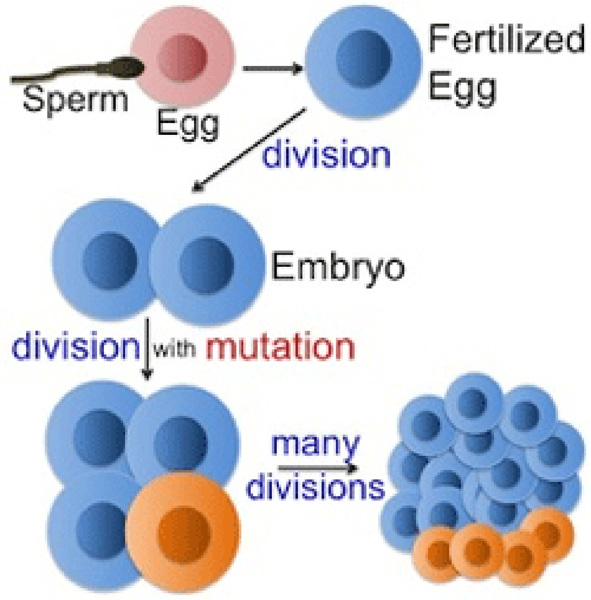 Mutation in development.