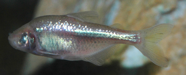 Blind cave fish