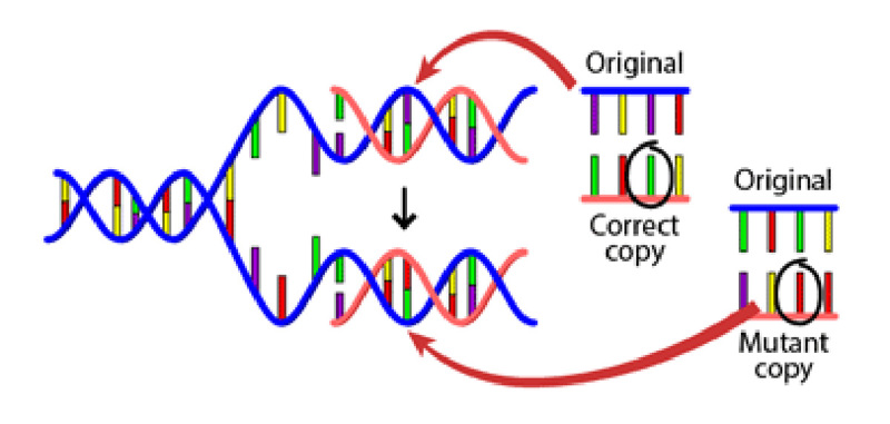 DNA mutation.