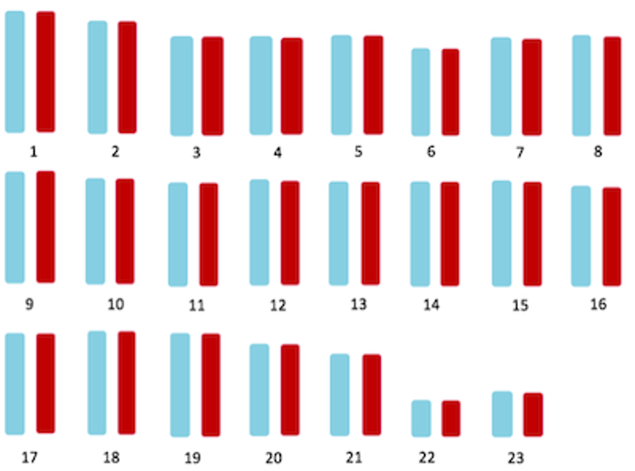 23 pairs of chromosomes.