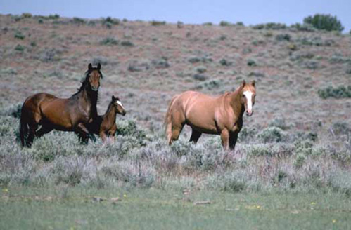 A family of horses.