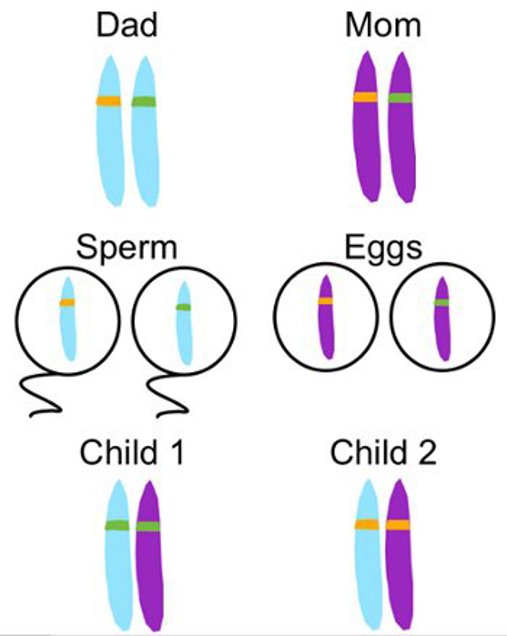 Chromosome inheritance.