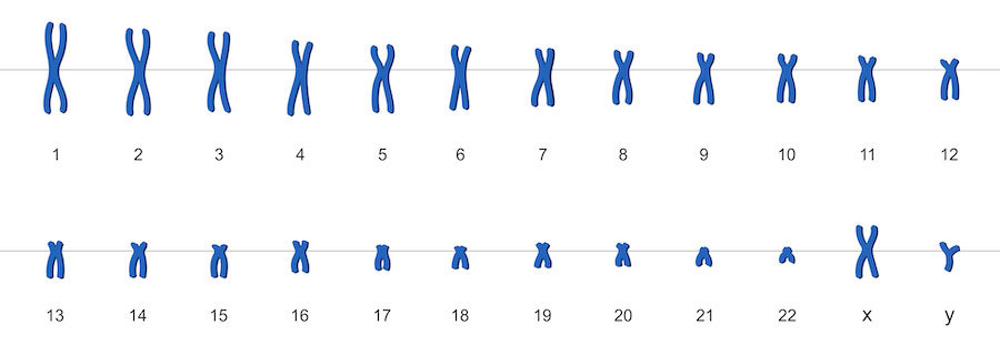 Karyotype.