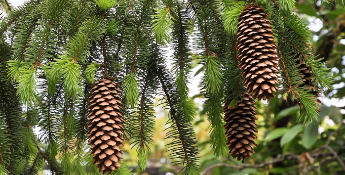 Norway spruce tree.