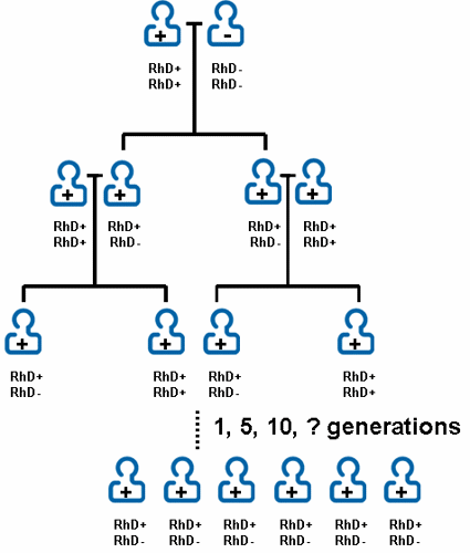 RhD family tree.