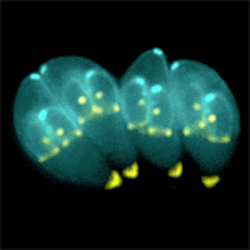 Toxoplasma gondii parasite.