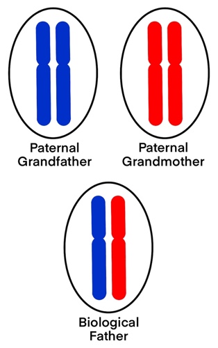 Chromosome inheritance.