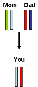 Chromosome inheritance.