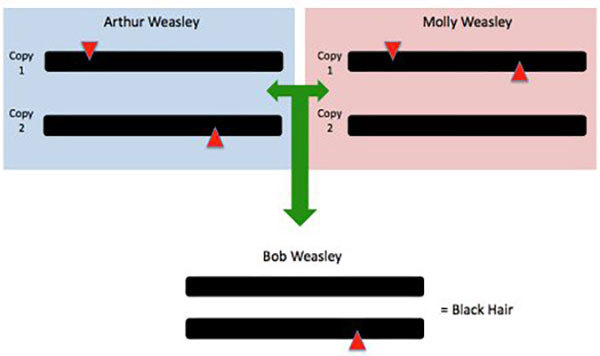 Chromosome inheritance.