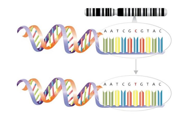 DNA mutation.