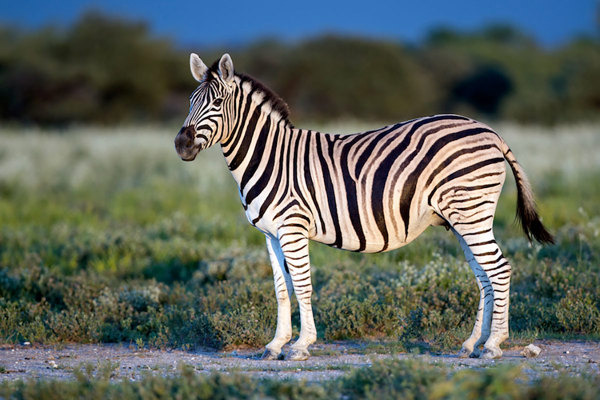 Plains zebra.